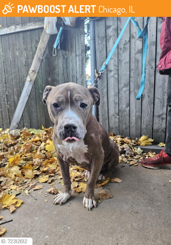 Found/Stray Male Dog last seen S. California and 42nd St., Chicago, IL 60632