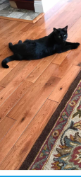 Lost Female Cat last seen Intersection of Street Rd and Easton Rd. , Warrington, PA 18976