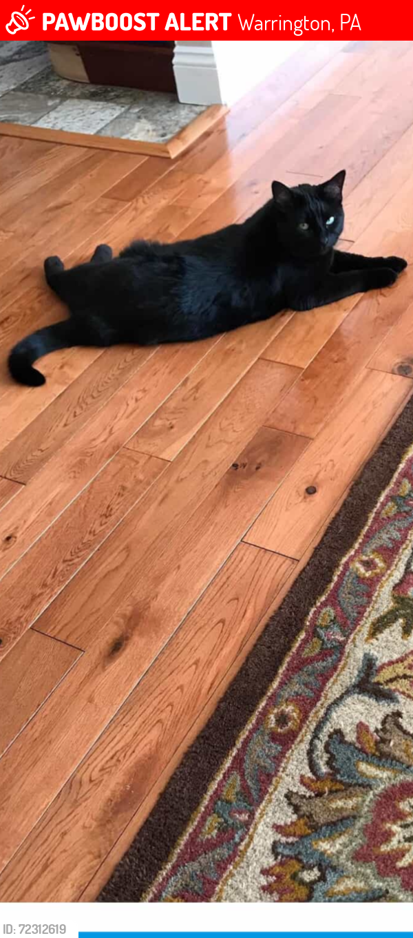 Lost Female Cat last seen Intersection of Street Rd and Easton Rd. , Warrington, PA 18976