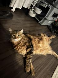 Lost Male Cat last seen Bluebell ave , Los Angeles, CA 91606