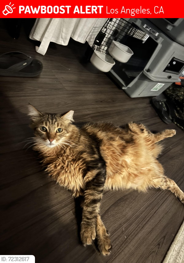 Lost Male Cat last seen Bluebell ave , Los Angeles, CA 91606