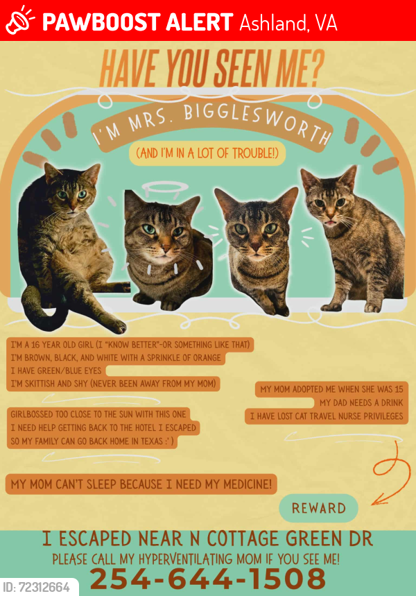 Lost Female Cat last seen Motel 6, Ashland, VA 23005