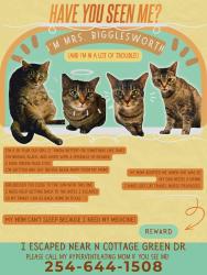 Lost Female Cat last seen Motel 6, Ashland, VA 23005