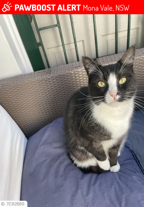 Lost Male Cat last seen Waratah Street, Mona Vale, Mona Vale, NSW 2103