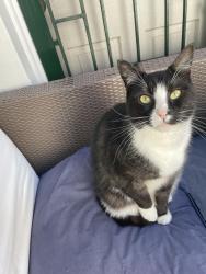 Lost Male Cat last seen Waratah Street, Mona Vale, Mona Vale, NSW 2103