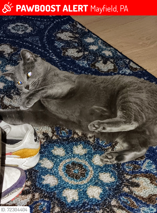 Lost Female Cat last seen Cemetery & Plank, Mayfield, PA 18433