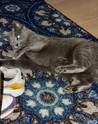 Lost Female Cat last seen Cemetery & Plank, Mayfield, PA 18433