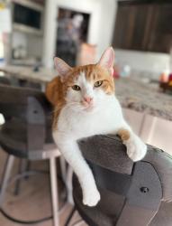 Lost Male Cat last seen Brigham city, Brigham City, UT 84302