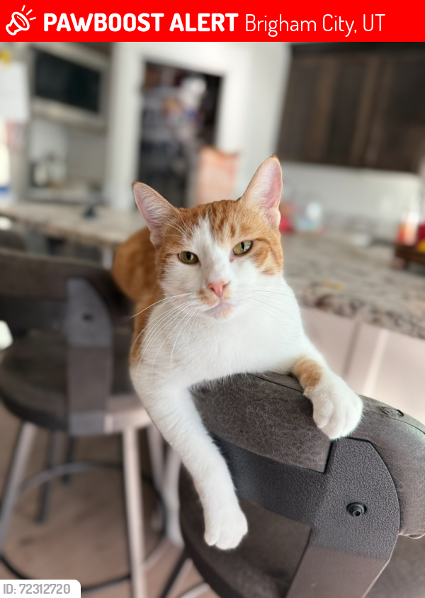 Lost Male Cat last seen Brigham city, Brigham City, UT 84302