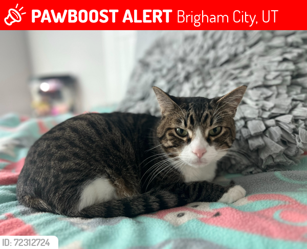 Lost Male Cat last seen Brigham city, Brigham City, UT 84302