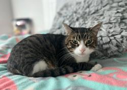 Lost Male Cat last seen Brigham city, Brigham City, UT 84302