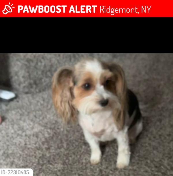 Lost Female Dog last seen N Greece Rd & Shadmore Dr, Ridgemont, NY 14626