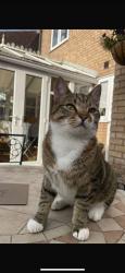 Lost Male Cat last seen Berresford Road. 1 mile from Ely Cathedral, Cambridgeshire, England CB6
