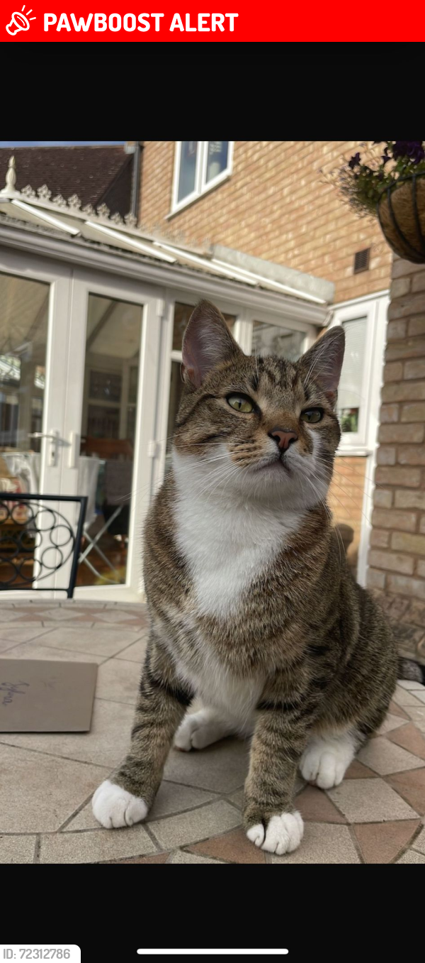 Lost Male Cat last seen Berresford Road. 1 mile from Ely Cathedral, Cambridgeshire, England CB6