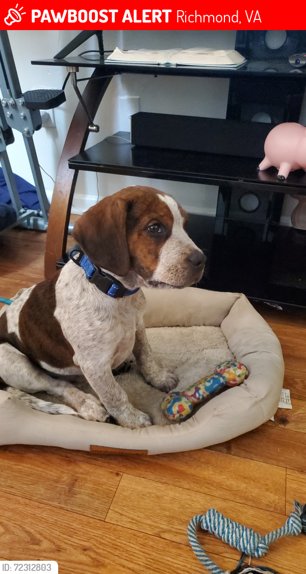 Lost Male Dog last seen Near Apt B southwood , Richmond, VA 23224