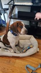 Lost Male Dog last seen Near Apt B southwood , Richmond, VA 23224