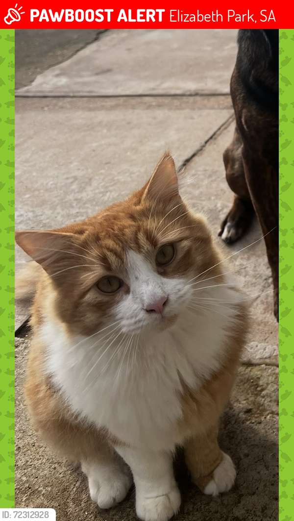Lost Male Cat last seen Near Yorktown road Elizabeth Park , Elizabeth Park, SA 5113