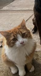 Lost Male Cat last seen Near Yorktown road Elizabeth Park , Elizabeth Park, SA 5113