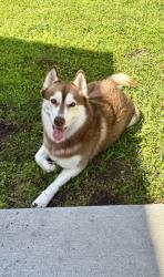 Lost Female Dog last seen Near pine dr, Alvin, TX 77511