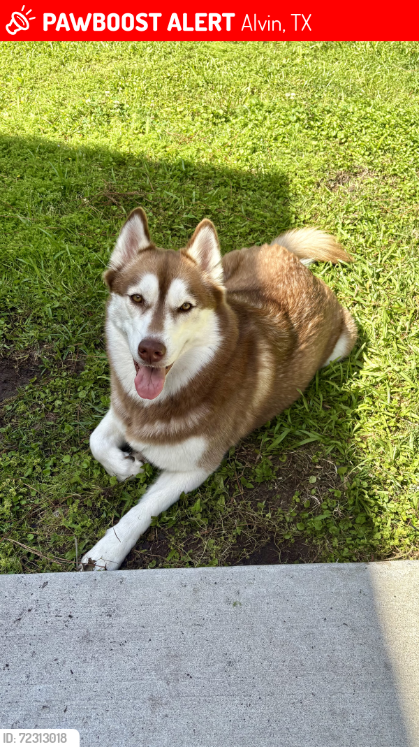 Lost Female Dog last seen Near pine dr, Alvin, TX 77511