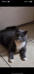 Lost Female Cat last seen McClintock and University , Tempe, AZ 85281