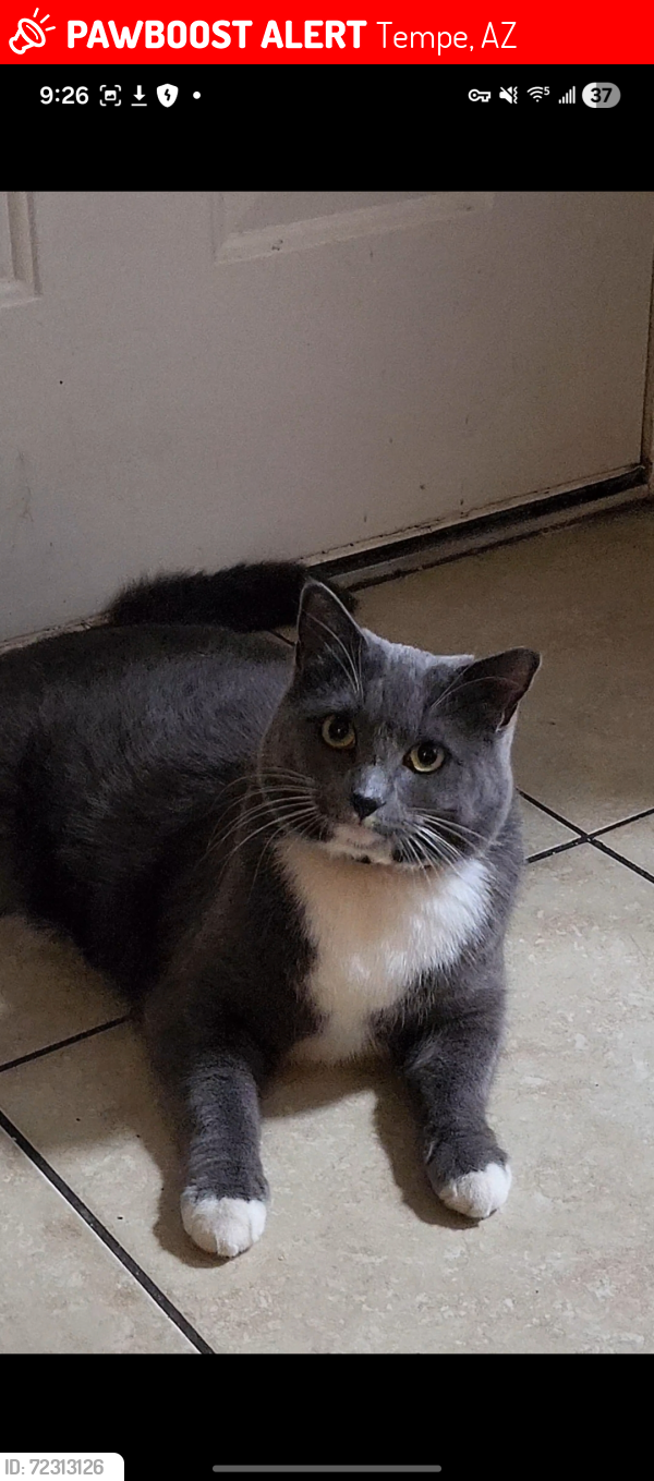 Lost Female Cat last seen McClintock and University , Tempe, AZ 85281
