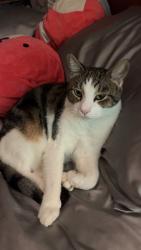 Lost Male Cat last seen 26th Ave west palmetto and 10 street Ave West, Palmetto, FL 34221