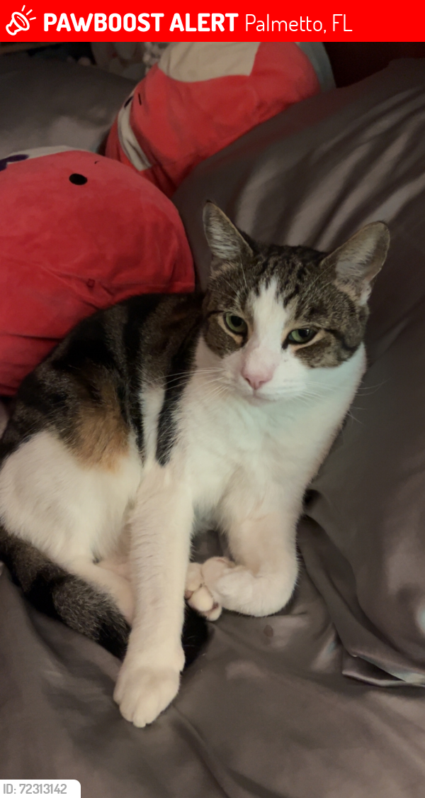 Lost Male Cat last seen 26th Ave west palmetto and 10 street Ave West, Palmetto, FL 34221