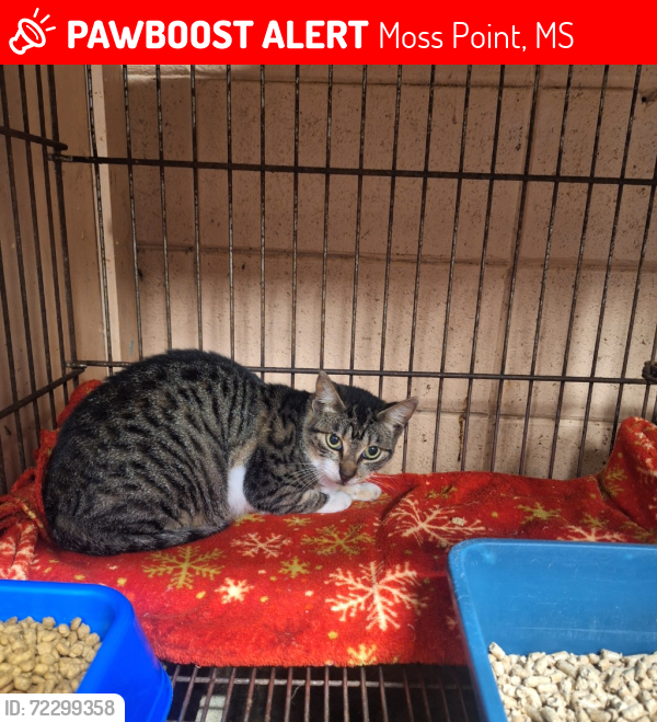 Lost Male Cat last seen Near MS hwy 63 circle K , Moss Point, MS 39563