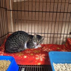 Lost Male Cat last seen Near MS hwy 63 circle K , Moss Point, MS 39563