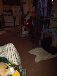 Lost Male Dog last seen Near hickleberry Street , Clifton, TX 76634
