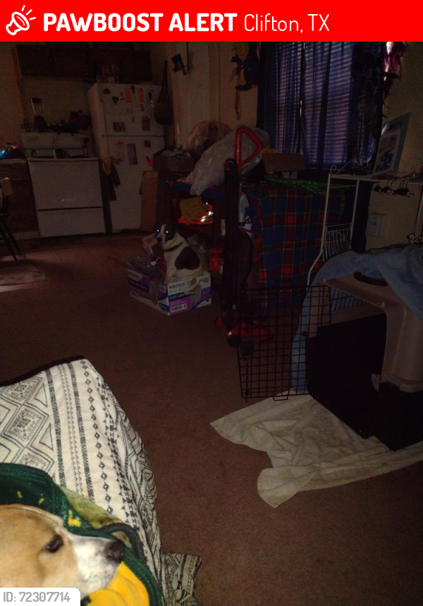 Lost Male Dog last seen Near hickleberry Street , Clifton, TX 76634