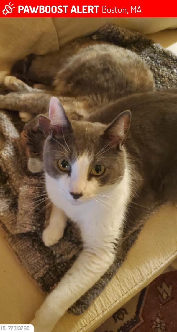 Lost Male Cat last seen Meredith St and Clement Ave, Boston, MA 02132