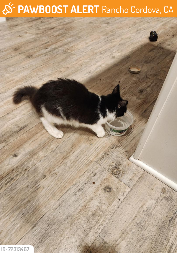 Found/Stray Unknown Cat last seen Tuscany Park, Rancho Cordova, CA 95670