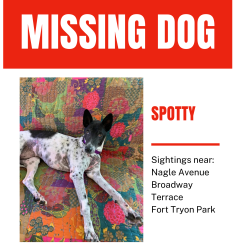 Lost Male Dog last seen Nagle and Borgadus Ave., New York, NY 10040