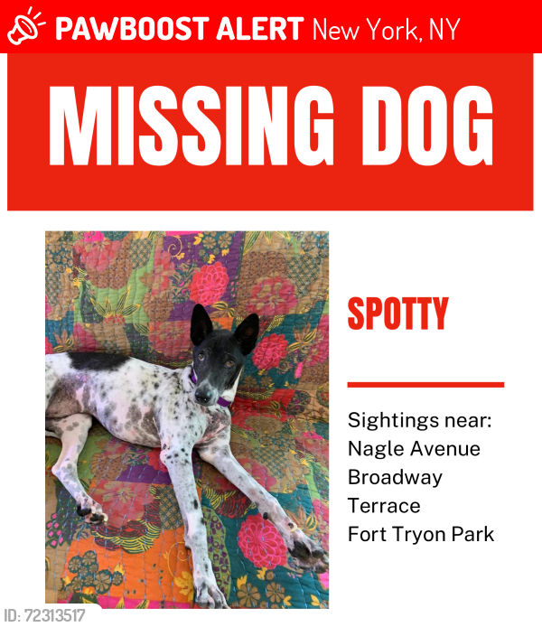 Lost Male Dog last seen Nagle and Borgadus Ave., New York, NY 10040