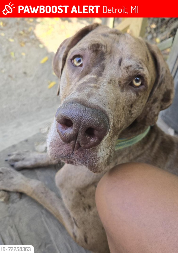 Lost Male Dog last seen Nevada and I-75 detroit, mi, Detroit, MI 48234