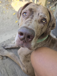 Lost Male Dog last seen Nevada and I-75 detroit, mi, Detroit, MI 48234
