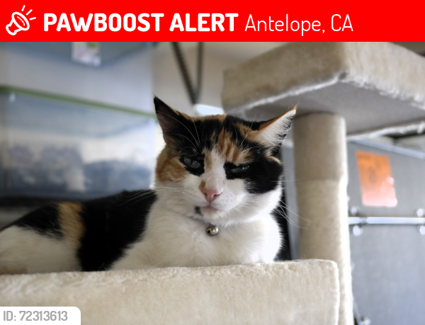 Lost Female Cat last seen Walerga and Elverta , Antelope, CA 95843