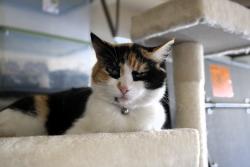 Lost Female Cat last seen Walerga and Elverta , Antelope, CA 95843