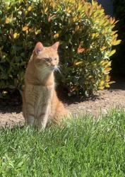 Lost Male Cat last seen Near Masoni Way, Rancho Cordova, Rancho Cordova, CA 95670