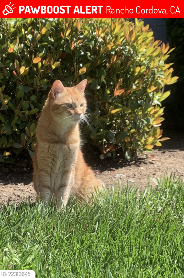 Lost Male Cat last seen Near Masoni Way, Rancho Cordova, Rancho Cordova, CA 95670