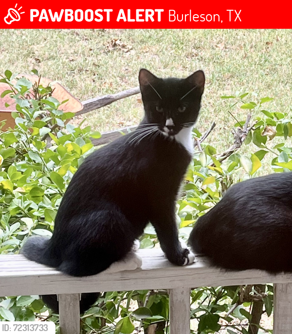 Lost Male Cat last seen Near South Fwy, Burleson, TX 76028, Burleson, TX 76028