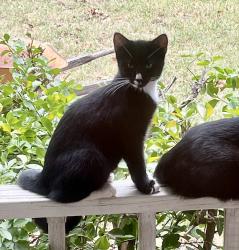 Lost Male Cat last seen Near South Fwy, Burleson, TX 76028, Burleson, TX 76028