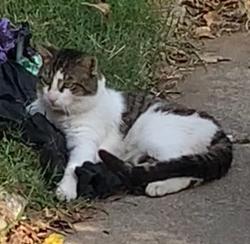 Lost Male Cat last seen Packard , Dallas, TX 75215