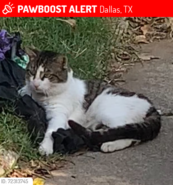 Lost Male Cat last seen Packard , Dallas, TX 75215