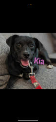 Lost Female Dog last seen 9th st Ne hickory, Hickory, NC 28601