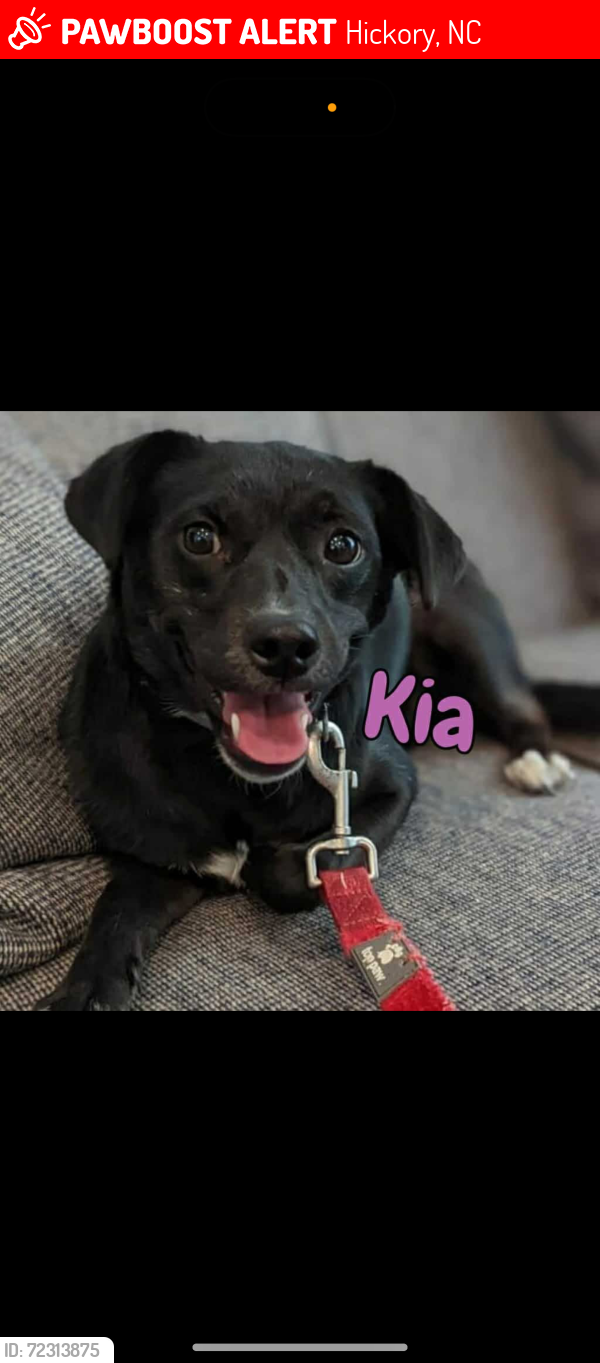 Lost Female Dog last seen 9th st Ne hickory, Hickory, NC 28601