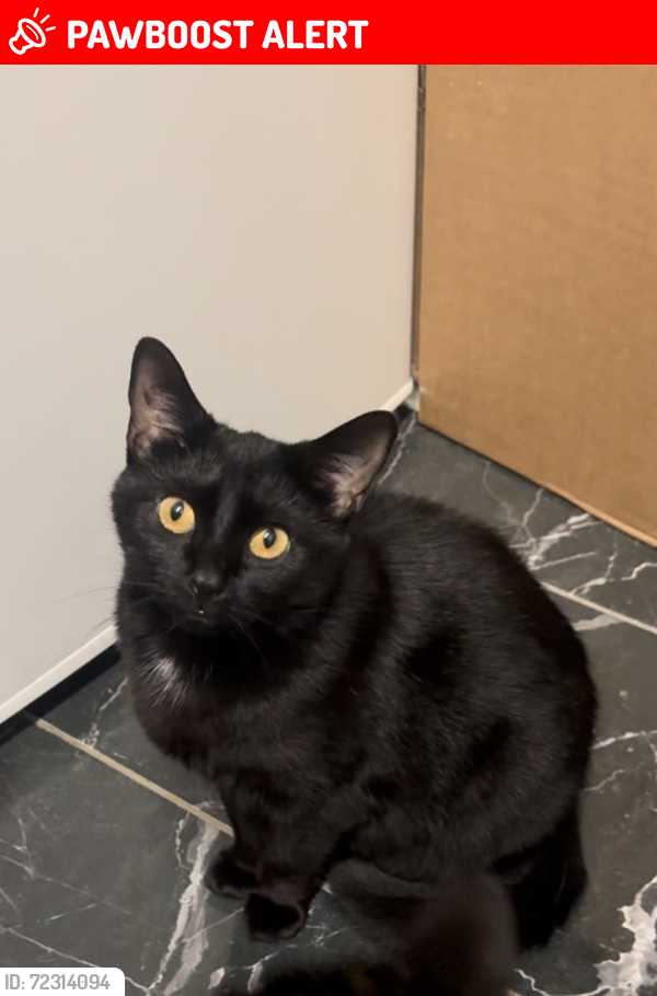 Lost Female Cat last seen Demorgan Road and humble Road, Greater London, England SW6 2RP