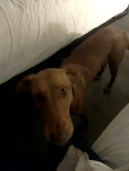 Lost Male Dog last seen Wilson way e street , Stockton, CA 95205